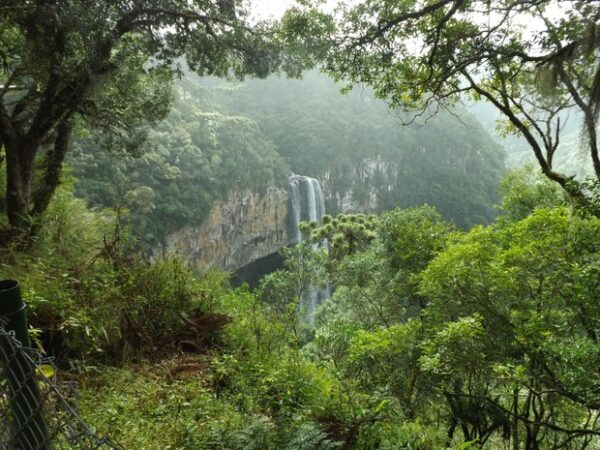 Restaurar 30% de áreas degradadas pode salvar 71% de espécies da extinção