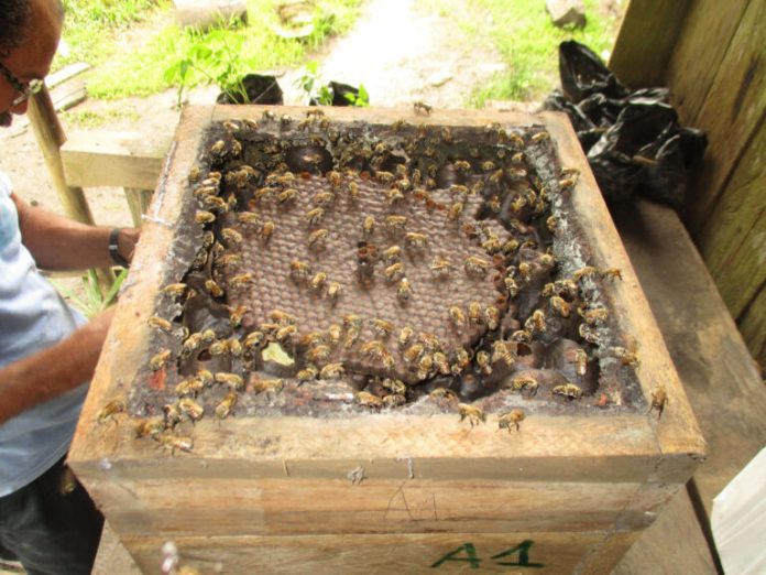 Mel de abelhas sem ferrão é oportunidade na Amazônia peruana