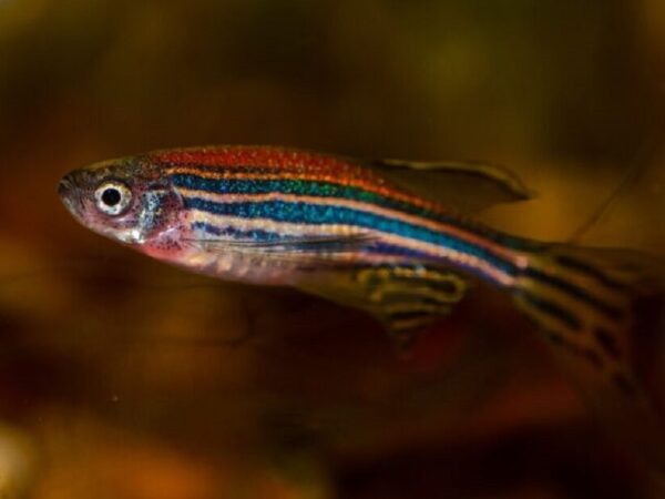 Estudo usa zebrafish para avaliar qualidade da água no Cerrado