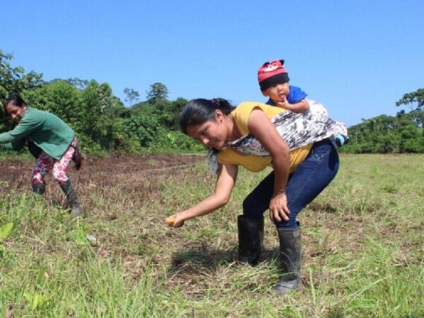 Mulheres Sapara plantam 150 mil árvores na Amazônia equatoriana