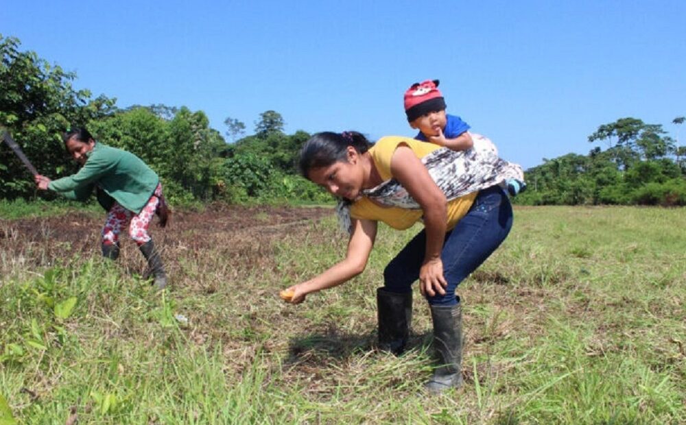 Mulheres Sapara plantam 150 mil árvores na Amazônia equatoriana