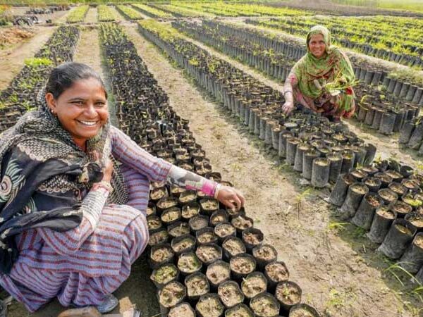 Índia plantou 1,5 milhão de árvores frutíferas em sistema agroflorestal