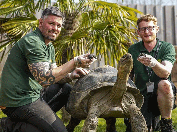 Filhotes de tartaruga gigante de Galápagos nascem em zoológico na Inglaterra