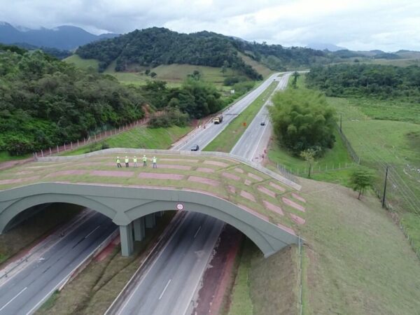 Único lugar com mico-leão-dourado no mundo, RJ inova com viaduto coberto por vegetação para proteger animais