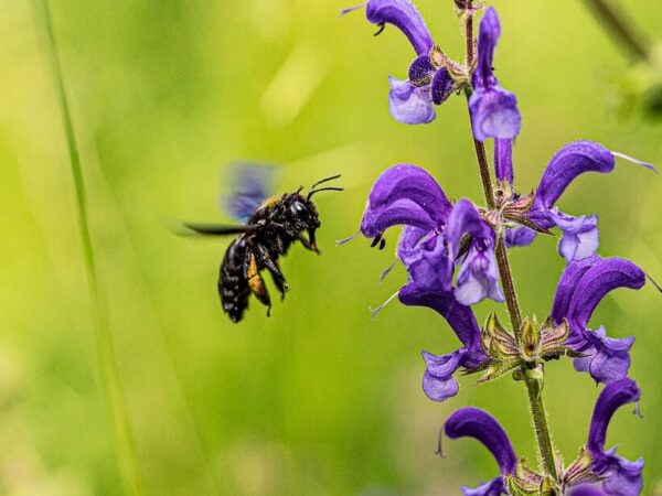 Agrotóxico usado no Brasil ameaça espécies nativas de abelhas