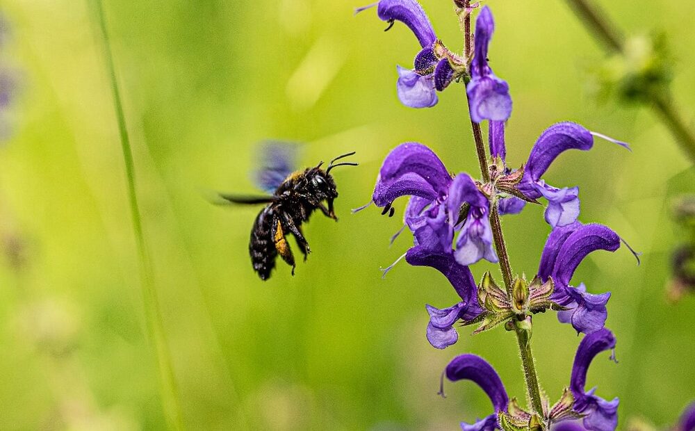 Agrotóxico usado no Brasil ameaça espécies nativas de abelhas