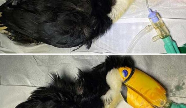 Tucano maltratado no tráfico ganha prótese artificial para reconstrução do bico em Alagoas