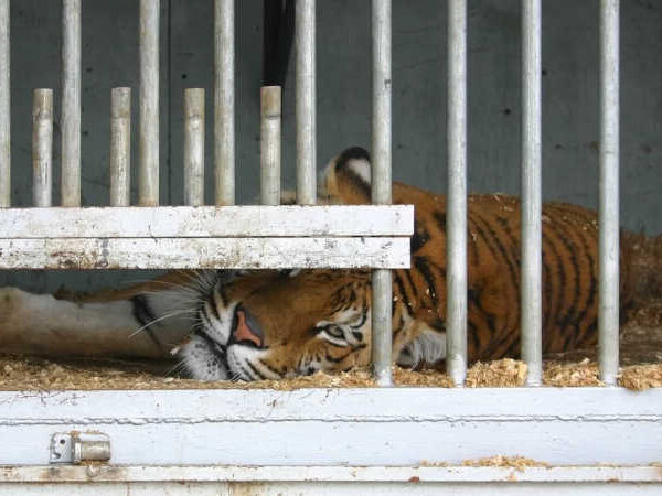 Espanha acaba com apoios a circos com animais selvagens