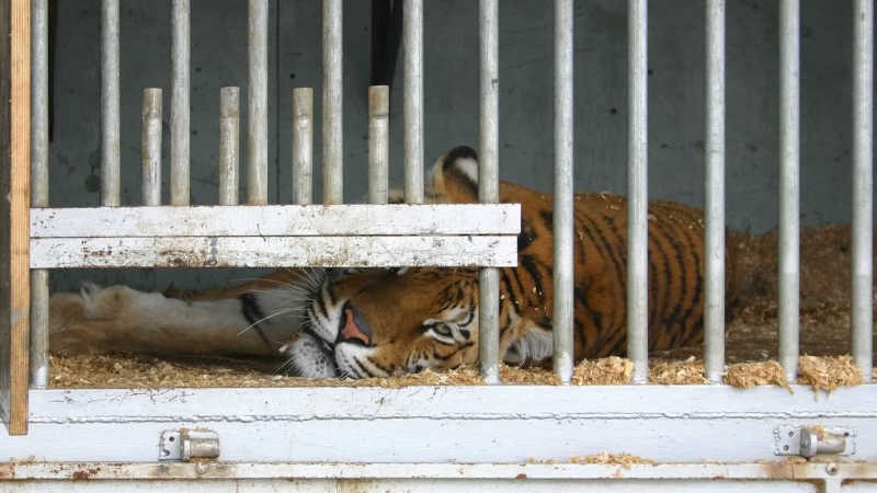 Espanha acaba com apoios a circos com animais selvagens
