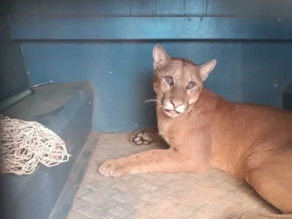 Onça-parda encontrada em banheiro de escola em Nova Lima (MG) é solta na natureza