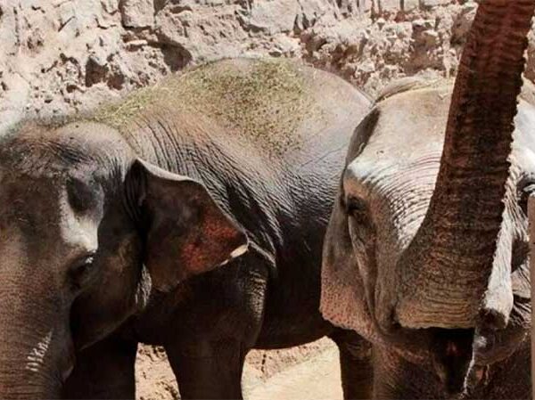 Elefantas Pocha e Guillermina levadas a santuário em Chapada dos Guimarães (MT) começam se adaptar