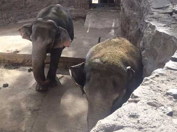 Elefantas que viveram 2 décadas em ecoparque na Argentina chegam ao Santuário em MT onde vão viver na natureza