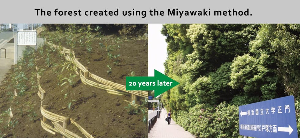 Método de reflorestamento de Miyawaki, faz as árvores crescerem 10 vezes mais rápido