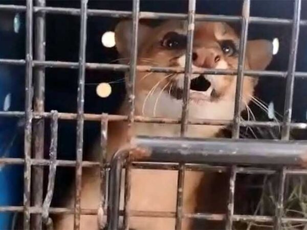 Gato-mourisco é devolvido ao habitat, em Caruaru (PE), após cinco meses em recuperação