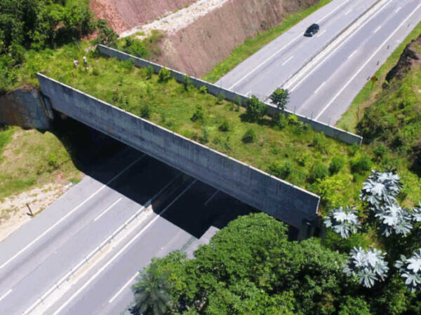 Rodovia em SP ganha ponte verde feita com espécies ameaçadas de extinção que evita atropelamento de animais