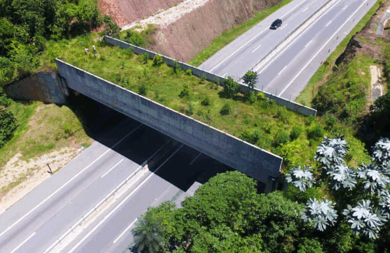 Rodovia em SP ganha ponte verde feita com espécies ameaçadas de extinção que evita atropelamento de animais