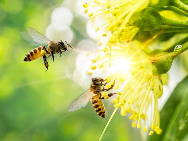 Aquecimento global e agricultura desenfreada reduziram pela metade os insetos do planeta, aponta pesquisa