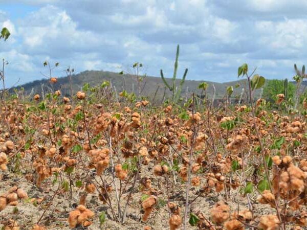 ALPB aprova projeto de lei que torna o algodão colorido patrimônio cultural imaterial da Paraíba