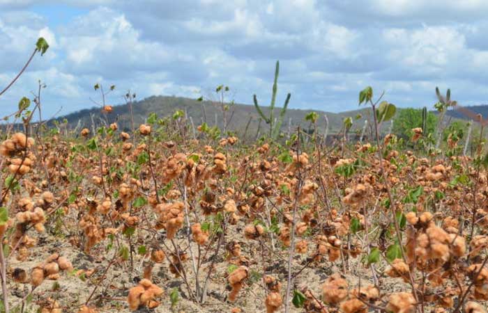 ALPB aprova projeto de lei que torna o algodão colorido patrimônio cultural imaterial da Paraíba