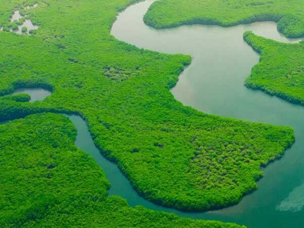 Peixes recém descobertos na Amazônia já estão em risco de extinção