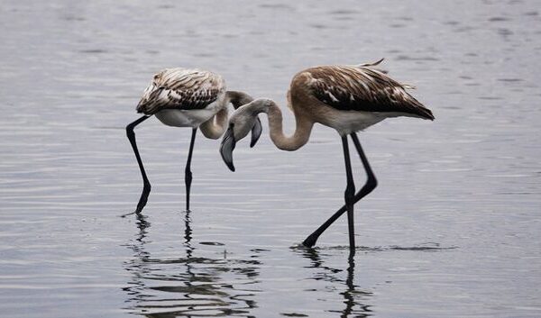 Dia Mundial das Aves Migratórias combateu poluição luminosa