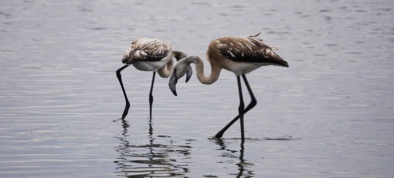 Dia Mundial das Aves Migratórias combateu poluição luminosa