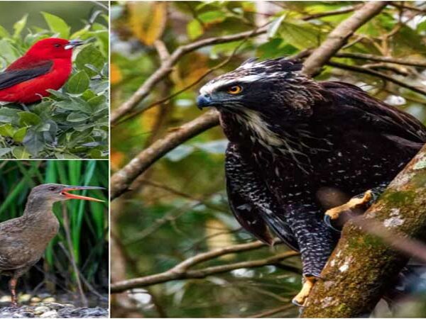 FOTOS: Conheça as espécies de aves ameaçadas de extinção em Florianópolis