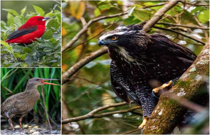 FOTOS: Conheça as espécies de aves ameaçadas de extinção em Florianópolis