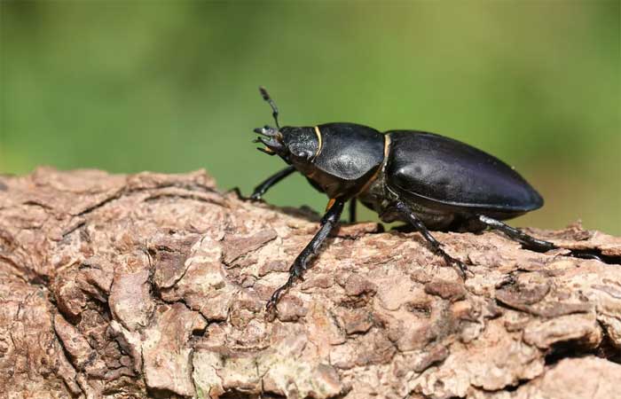 Descoberta de nova espécie de besouro esclarece o mecanismo por trás da produção da própolis vermelha