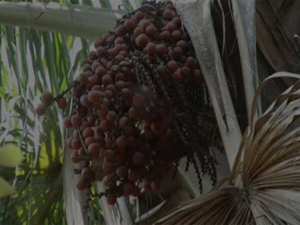 Pesquisadores ajudam pequenos agricultores a gerar renda por meio de plantas e a preservar biomas brasileiros