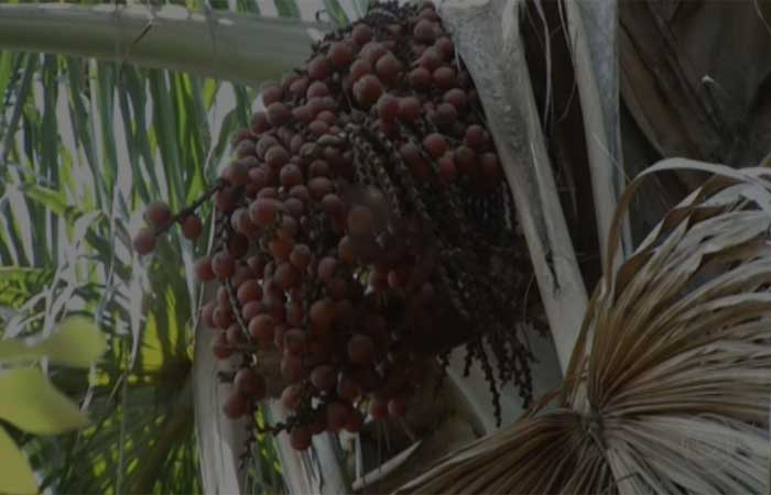 Pesquisadores ajudam pequenos agricultores a gerar renda por meio de plantas e a preservar biomas brasileiros