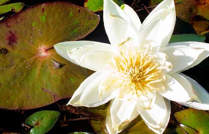 Plantas aquáticas servem como “motel” para algumas espécies de besouro