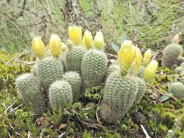 Espécie de cacto ameaçada de extinção é encontrada em Caxias do Sul