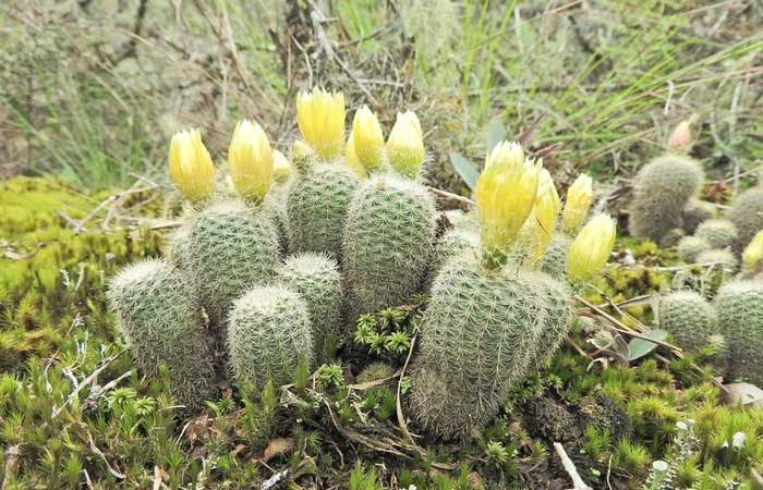 Espécie de cacto ameaçada de extinção é encontrada em Caxias do Sul