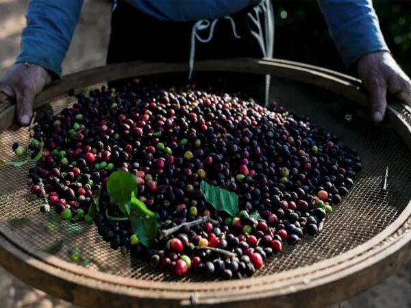 Espécies de café mais populares do mundo estão em extinção e cientistas culpam humanos