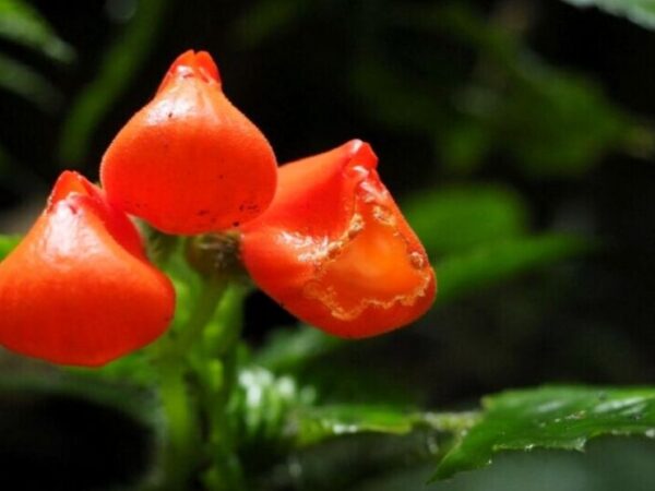 Belíssima flor considerada extinta por quase 4 décadas é encontrada na Cordilheira dos Andes