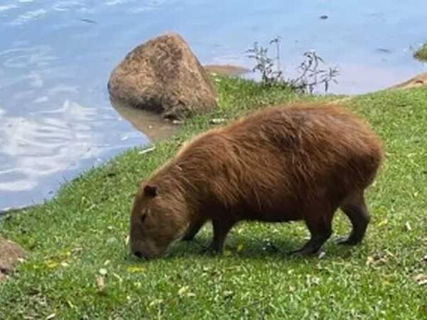 Enzimas descobertas no intestino da capivara podem facilitar o aproveitamento de resíduos agroindustriais