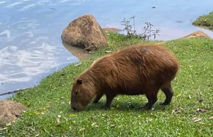 Enzimas descobertas no intestino da capivara podem facilitar o aproveitamento de resíduos agroindustriais