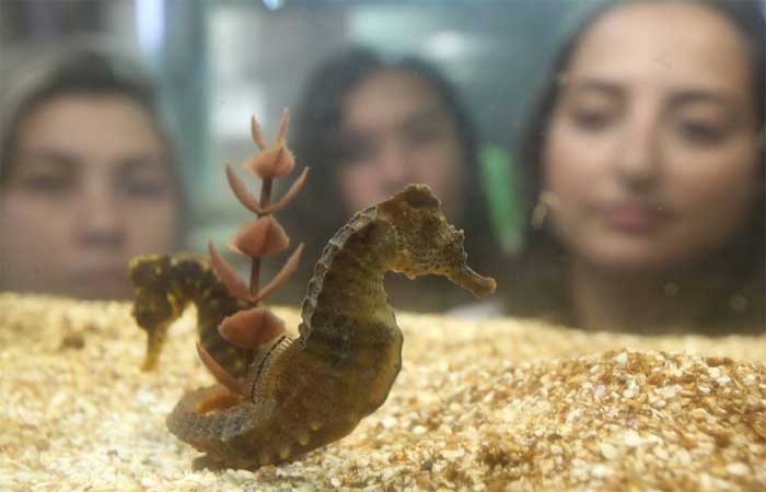 Ameaçados de extinção, cavalos-marinhos voltam a povoar praias cariocas