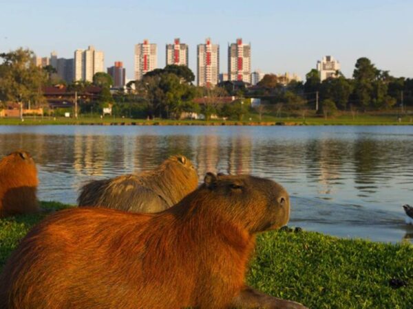 Curitiba é escolhida por revista americana como a cidade mais inspiradora em preservação de áreas verdes