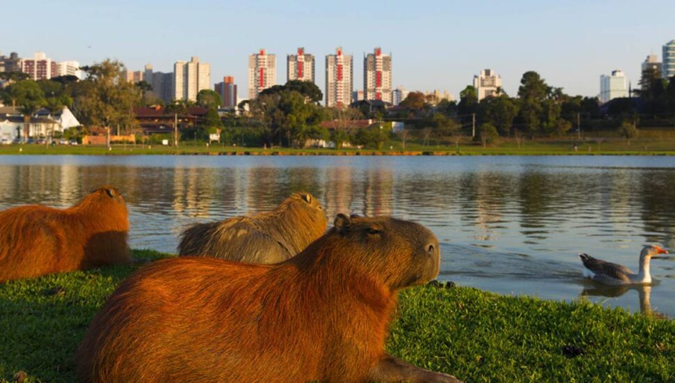 Curitiba é escolhida por revista americana como a cidade mais inspiradora em preservação de áreas verdes