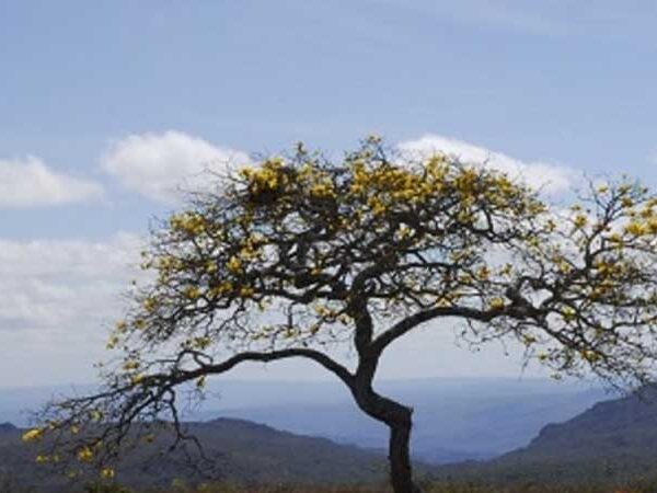 Ação integrada entre Minas e Espírito Santo protege mais de 200 espécies de fauna e flora