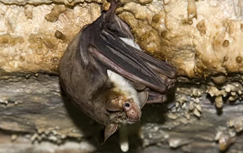 Morcegos imitam o zumbido de abelhas para afastar predadores