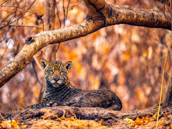 Sob ameaça de extinção, onças-pintadas são monitoradas com chips em MT; câmeras em árvores flagram rotina de felinos