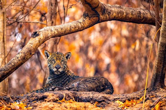 Sob ameaça de extinção, onças-pintadas são monitoradas com chips em MT; câmeras em árvores flagram rotina de felinos