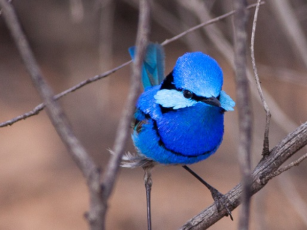 Quase 50% de todas as espécies de aves do mundo apresentam declínio em suas populações