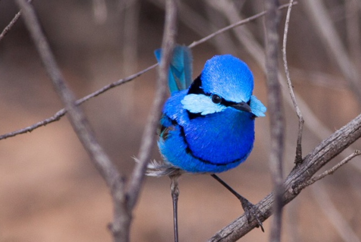 Quase 50% de todas as espécies de aves do mundo apresentam declínio em suas populações