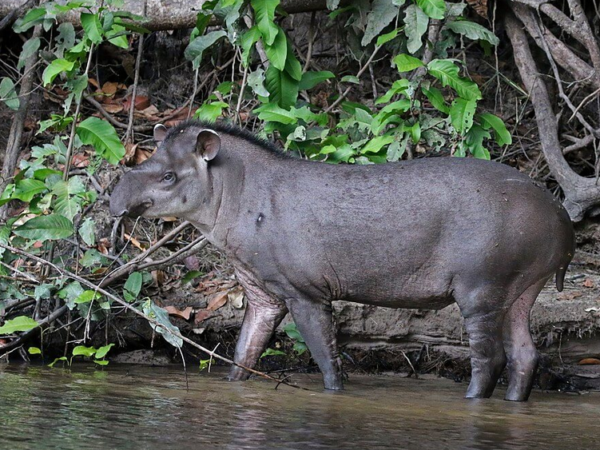 Animais dispersores de sementes são os primeiros a sumir com o desmate