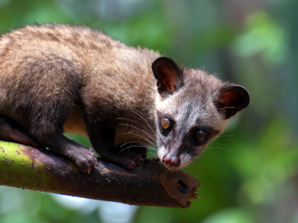 Tráfico de animais selvagens tem dados alarmantes no Brasil e no mundo