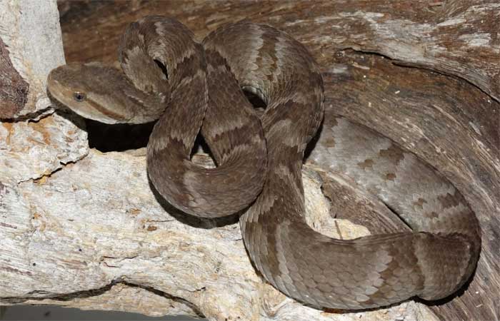 Espécie de jararaca descoberta na Caatinga revela história evolutiva até então desconhecida